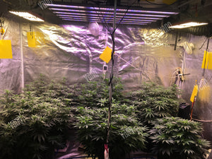 Dry flower weight up to 255g per plant with GLMX720