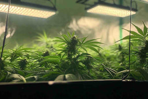 LED plant growth lights