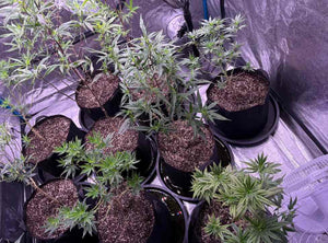 growth cannabis