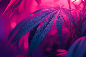 marijuana