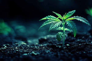 Why Use LED Lights to Grow Cannabis