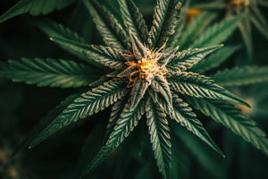 Cannabis