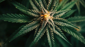 Cannabis