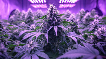 led light