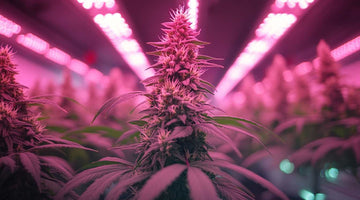 indoor plant grow lights
