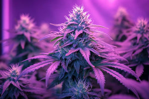 cannabis led grow light