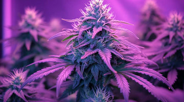 cannabis led grow light