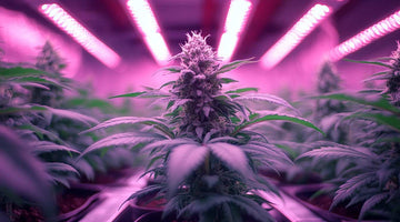 Lighting In Cannabis Cultivation: HPS Vs LED