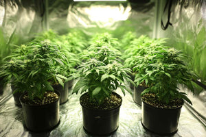 indoor for growing cannabis
