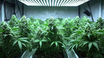 dimmable LED grow light