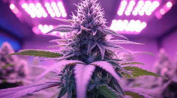 Top LED grow light for plants: