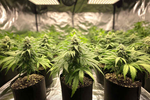 differentiate between types of cannabis