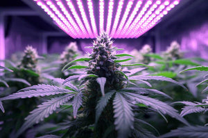 quantum board LED grow light