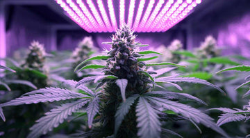 quantum board LED grow light
