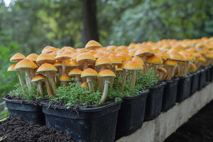 Light Requirements for Mushrooms