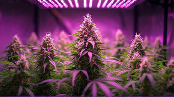 cannabis grow light