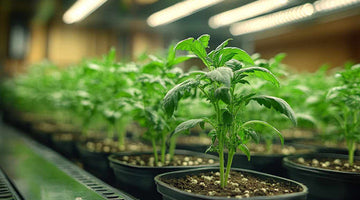 OCTOPUS 400: Best LED Grow Lights for Plants in 2022
