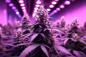 High Power LED Grow Ligh