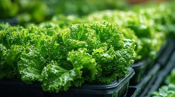 Donโt use the wrong light again! A must-read guide to grow lights for growing leafy vegetables in large areas