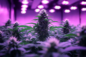 Led Grow Lights Manufacturer China: Pros & Cons 2021