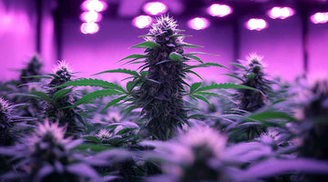 Led Grow Lights Manufacturer China: Pros & Cons 2021