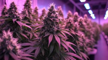South Africa Indoor Grow Light Buying Guide