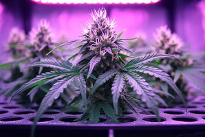 How Cannabis LED Grow Light Effect the Growth Process