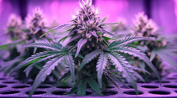 How Cannabis LED Grow Light Effect the Growth Process