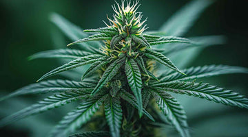 Marijuana