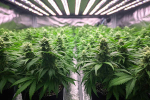 LED Grow Light For Cannabis