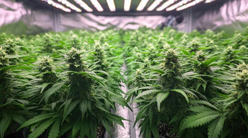LED Grow Light For Cannabis