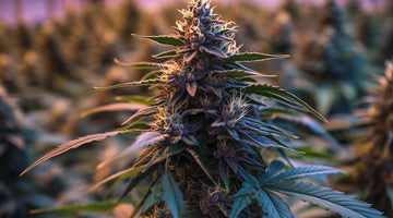 Cannabis cultivation