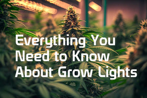 Grow Lights South Africa: Everything you need to know