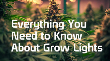 Grow Lights South Africa: Everything you need to know