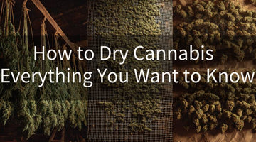 How to Dry Cannabis - Everything You Want to Know