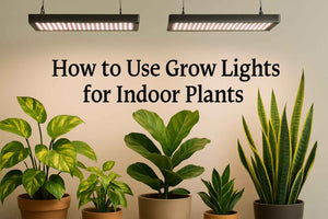 How to Use Indoor Plant Lights: Everything you want to know