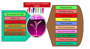 Do Grow Lights Work