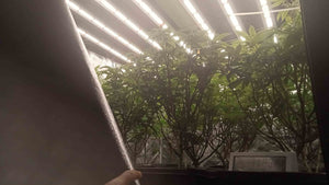How to Choose the Best LED Grow Lights in South Africa: Complete 2025 Guide