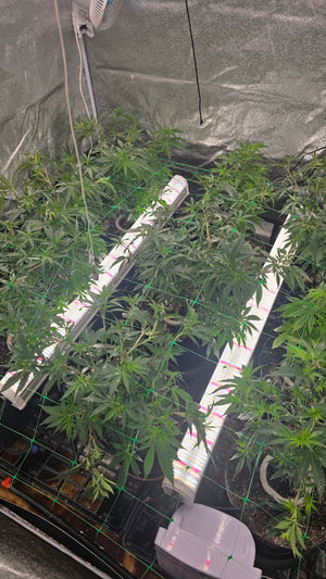 Using 120W Under Canopy Lights to grow cannabis