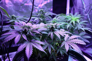 uv light for cannabis