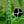 Load image into Gallery viewer, Horticultural Netting, Heavy-Duty Plastic Garden Trellis Netting for Climbing Plants-TheOneGrow