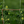 Load image into Gallery viewer, Horticultural Netting, Heavy-Duty Plastic Garden Trellis Netting for Climbing Plants-TheOneGrow