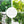 Load image into Gallery viewer, Trellis netting for Grow Tent---TheOneGrow