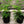 Load image into Gallery viewer, 120W Under Canopy Lights|Samsung 301B |Full Spectrum Grow Lights--TheOneGrow