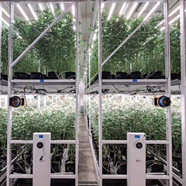 𝟴𝟬𝟬𝗪 Full Spectrum LED Grow Lights With 𝗦𝗮𝗺𝘀𝘂𝗻𝗴 𝗟𝗘𝗗 - TheOneGrow
