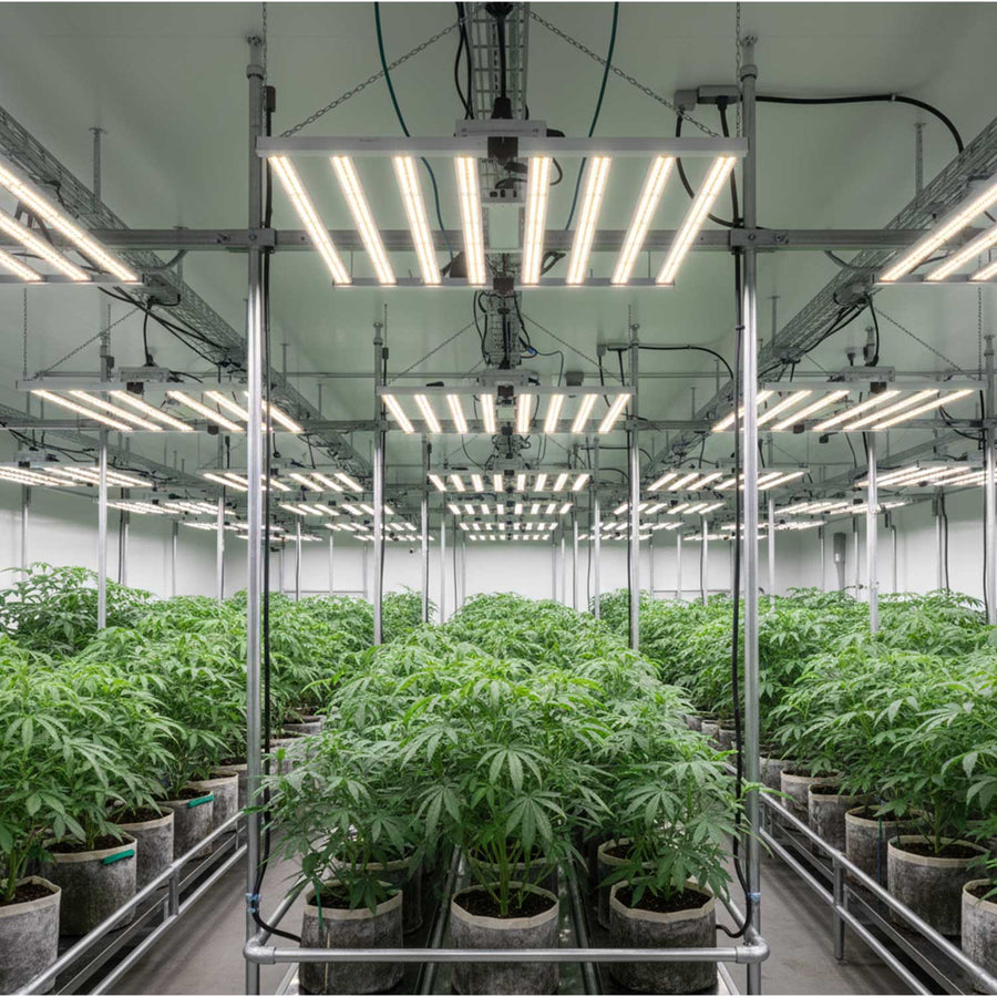 OC800 LM301B grow light and growing setup