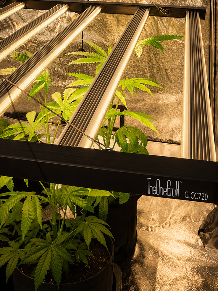 Led Grow Lights
