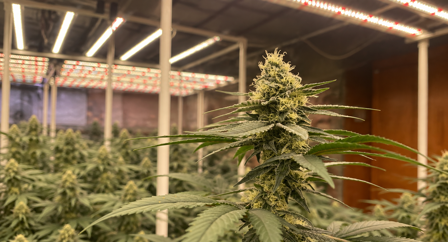 Plant close-up with overhead LED grow lights in an indoor growing space