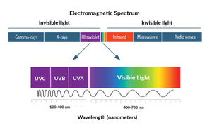 The relationship between light and plant growth