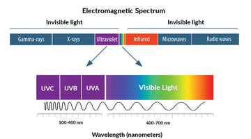 The relationship between light and plant growth